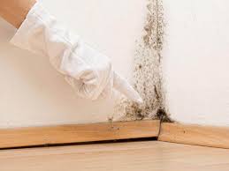 Professional Mold Prevention & Removal  in Thunder Mountain, NM